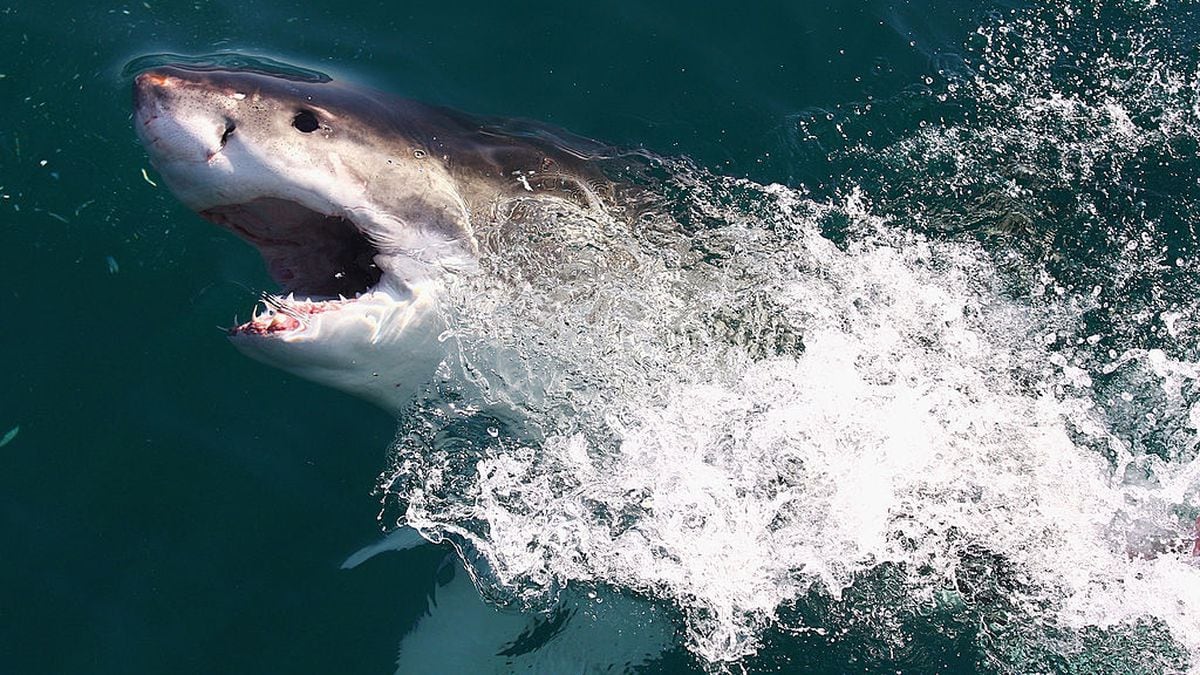 Great white shark spotted off Ocean City coast