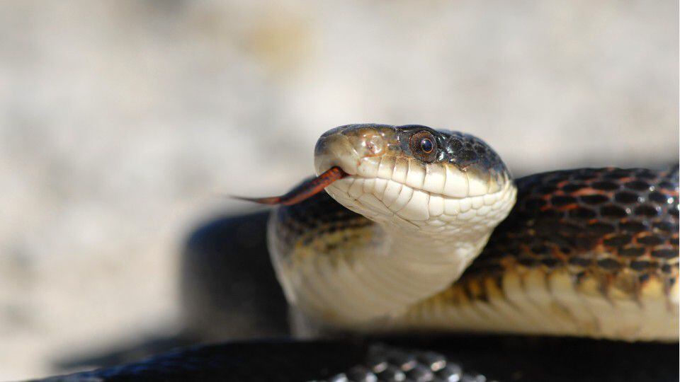 Georgia Family Finds 18 Snakes In Their Bedroom Wsb Tv Channel 2 Atlanta