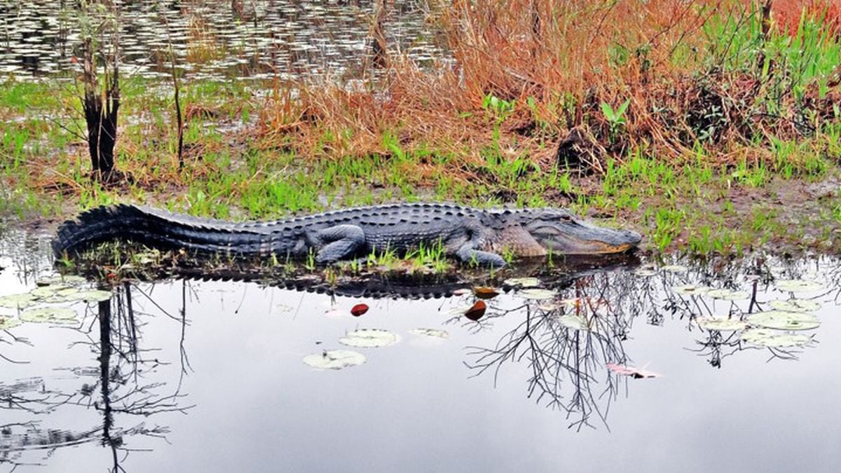 plan-your-trip-to-the-okefenokee-swamp