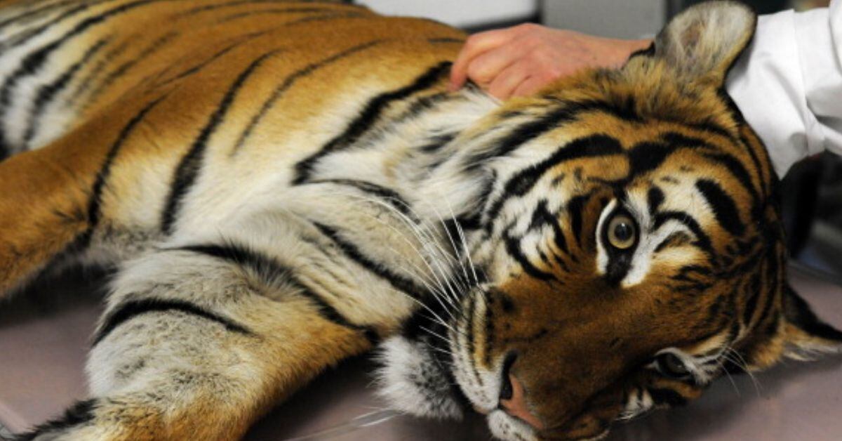 Zoo Knoxville 11-year-old tiger tested positive