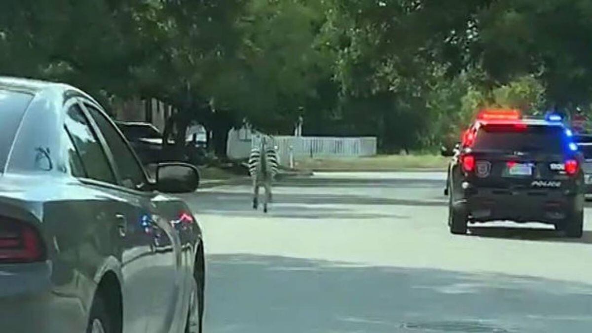 Watch Texas Police Pursue 2 Zebras In Wild Chase