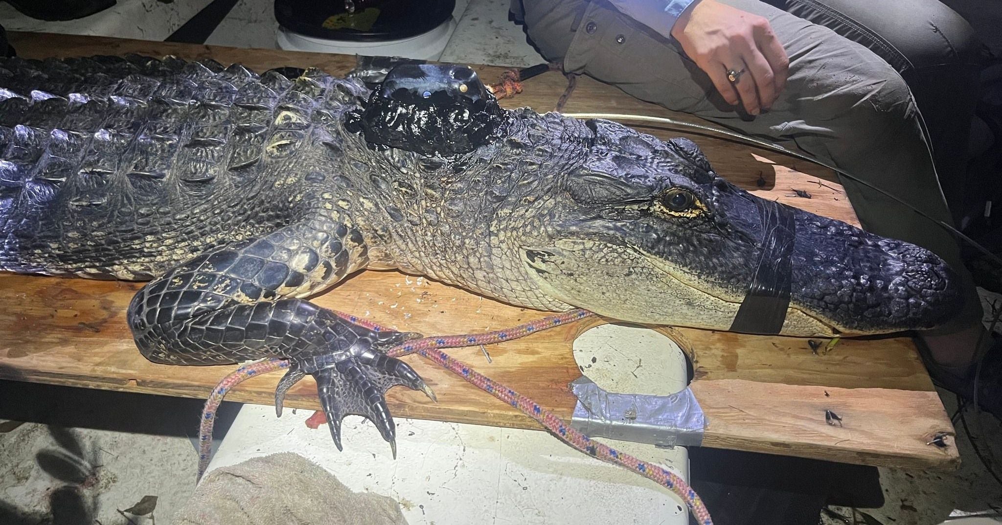 Alligator Mating Porn - 8-foot gator in Georgia swamp 'chased' out of territory by a bigger threat  â€“ WSB-TV Channel 2 - Atlanta
