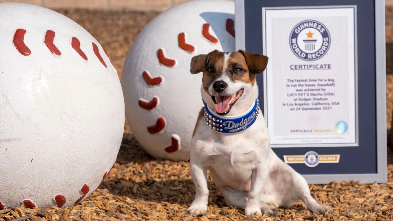 Fast little legs: Russell Terrier Macho declared fastest doggie baserunner  at Dodger Stadium – WSB-TV Channel 2 - Atlanta