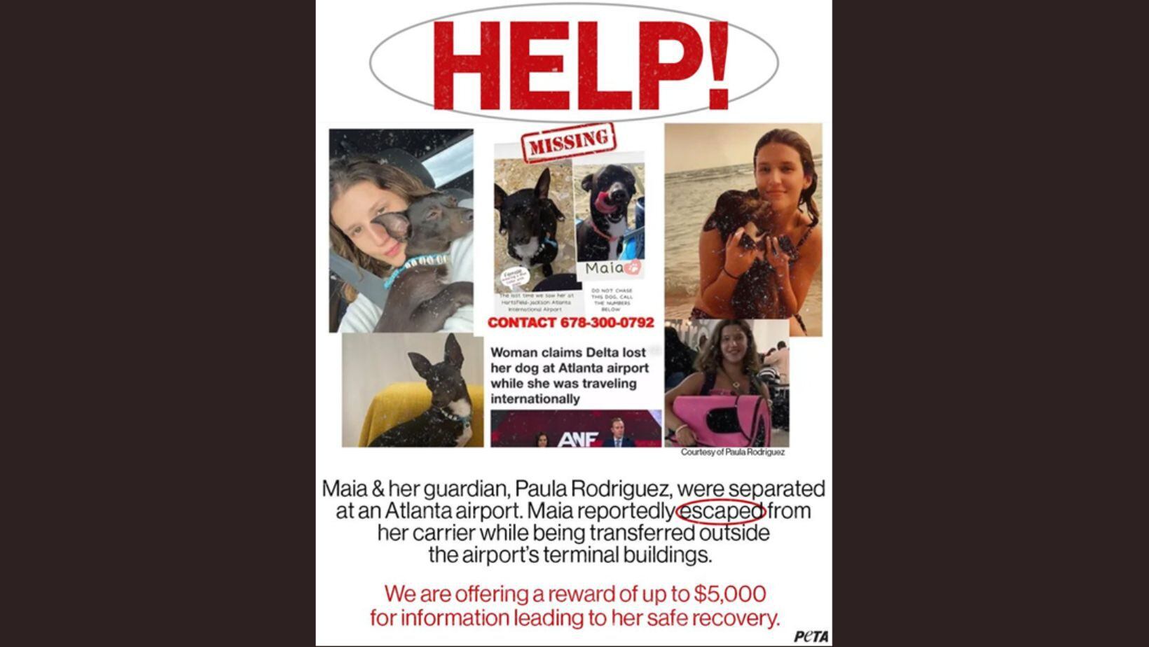 Delta Airlines looking for dog lost at Atlanta airport in August, PETA