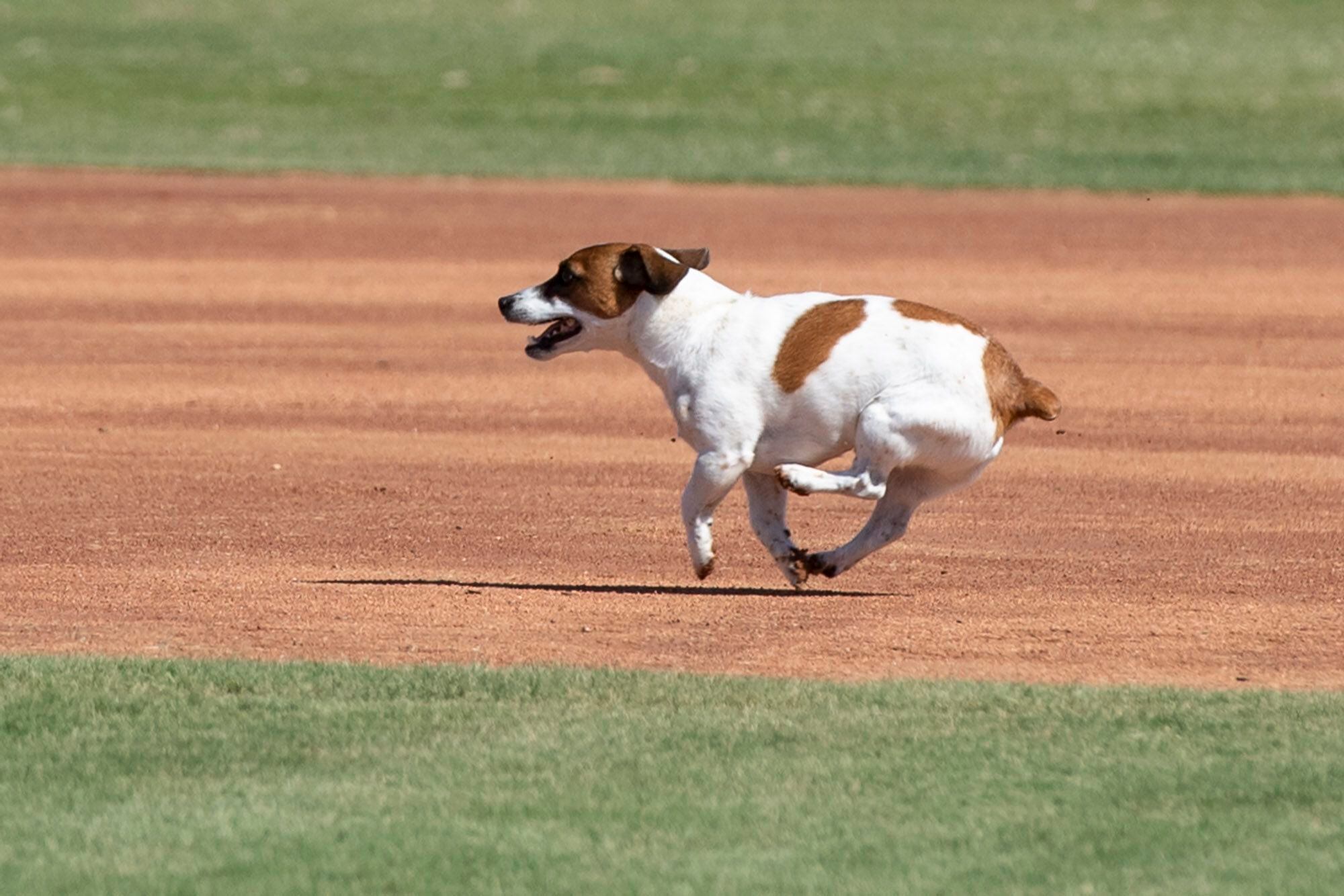 Fast little legs: Russell Terrier Macho declared fastest doggie baserunner  at Dodger Stadium – WSB-TV Channel 2 - Atlanta