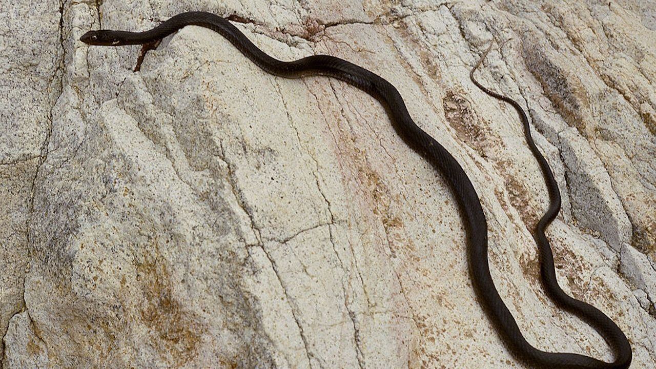 Woman Finds Snake In Toilet