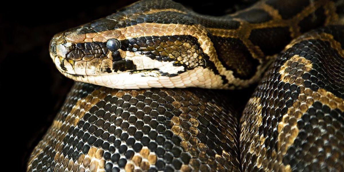 6 Foot Boa Constrictor Falls From Ceiling Landing On Sleeping Man