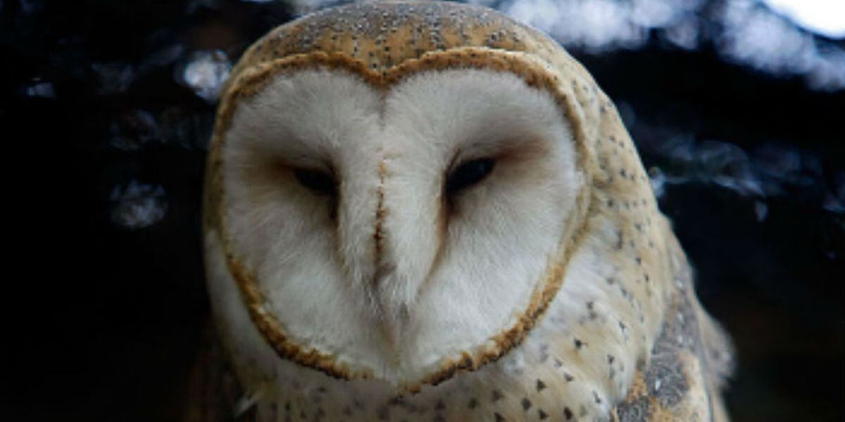 Owl In Wheel Of Plane Delays Flight Out Of Portland Airport