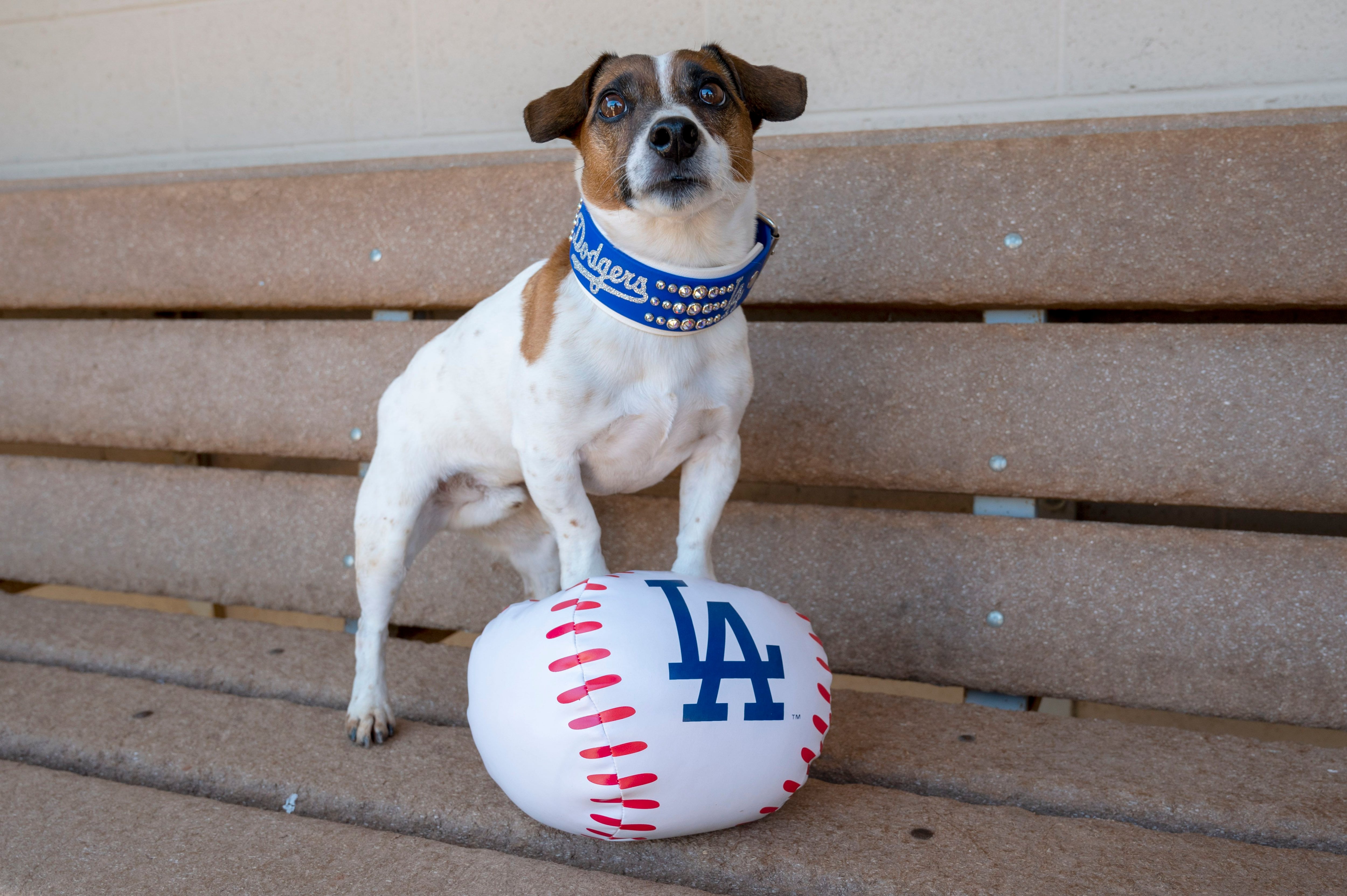 Fast little legs: Russell Terrier Macho declared fastest doggie baserunner  at Dodger Stadium – WSB-TV Channel 2 - Atlanta