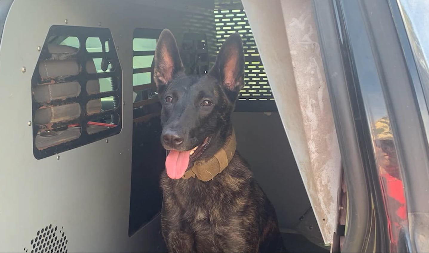 K-9 finds new home after being dropped off at GA shelter by his former  handler – WSB-TV Channel 2 - Atlanta